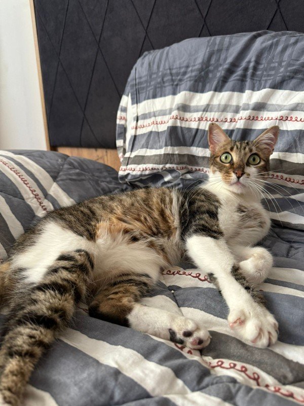 Ciko