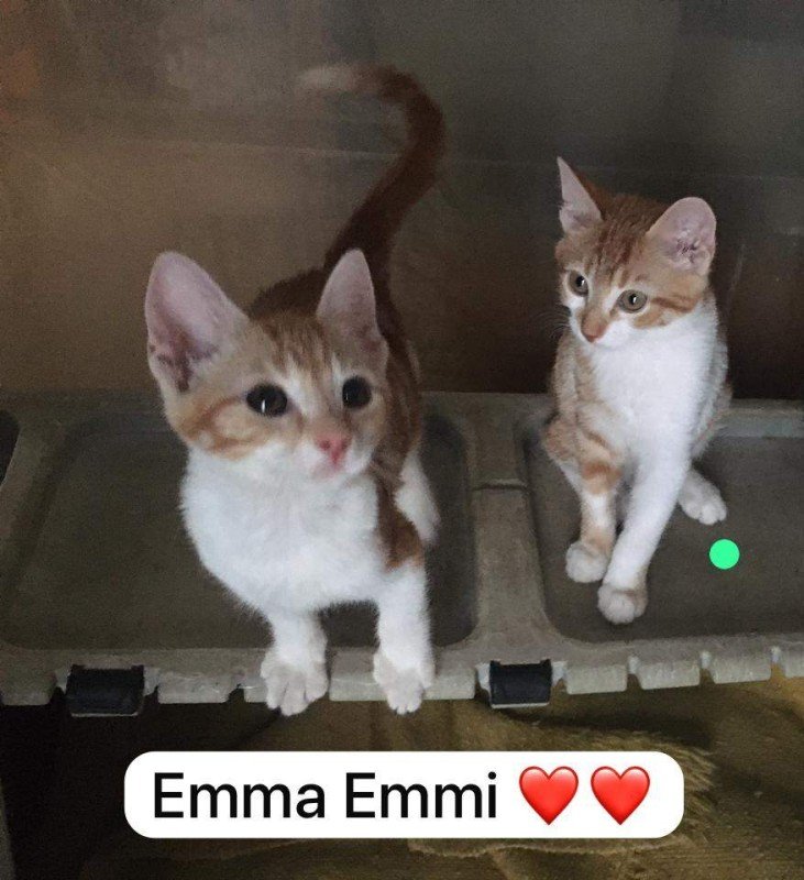 Emmi