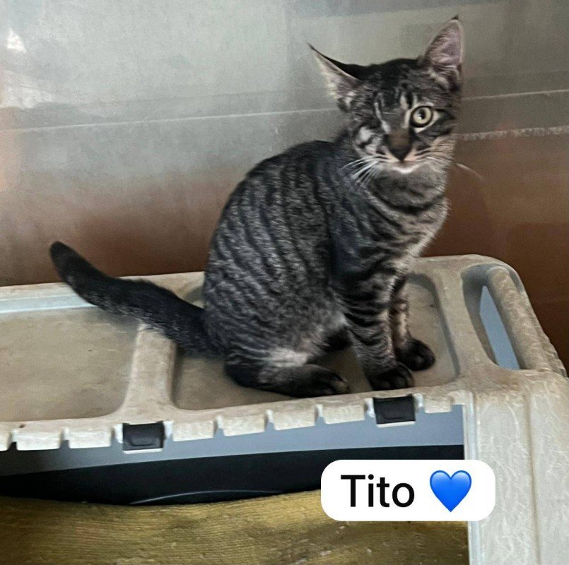 Tito