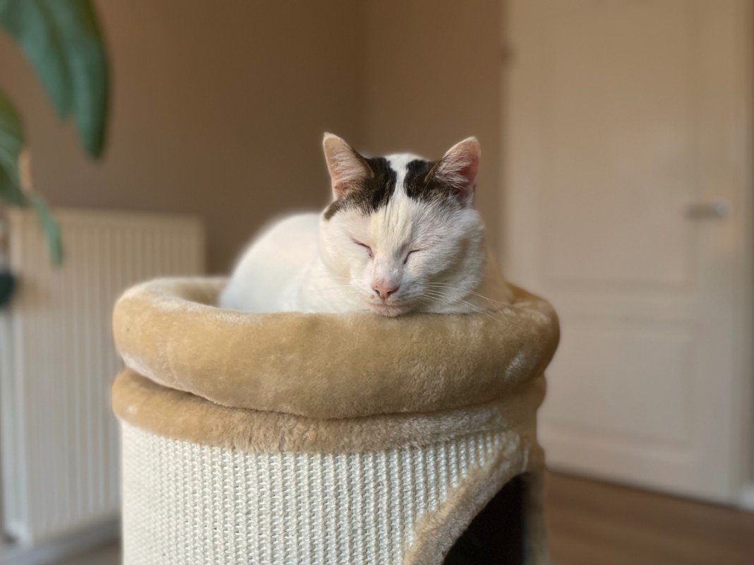 Pamuk