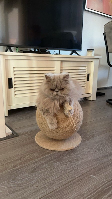 Qnuffie