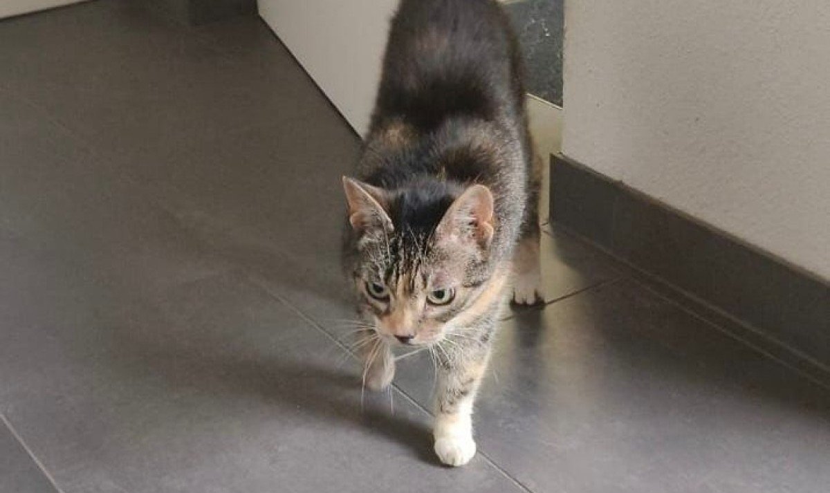 Miep