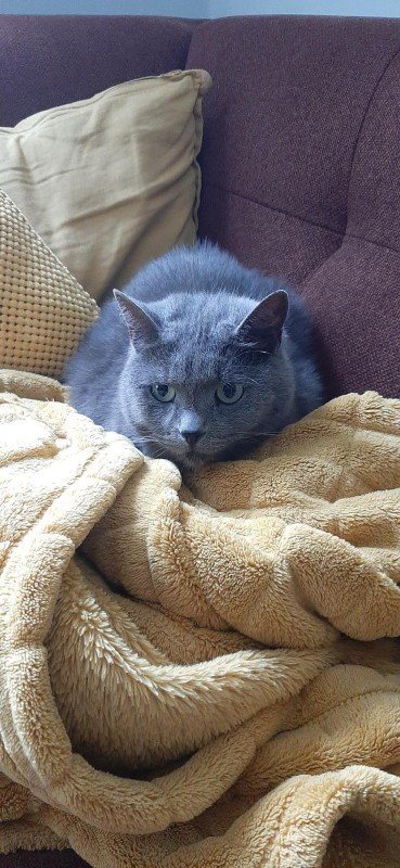 Rossi