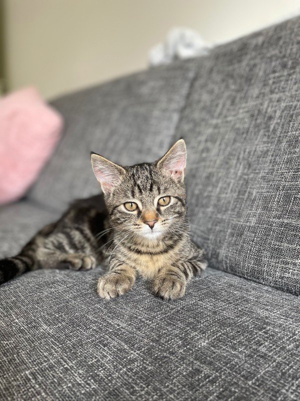 Nala