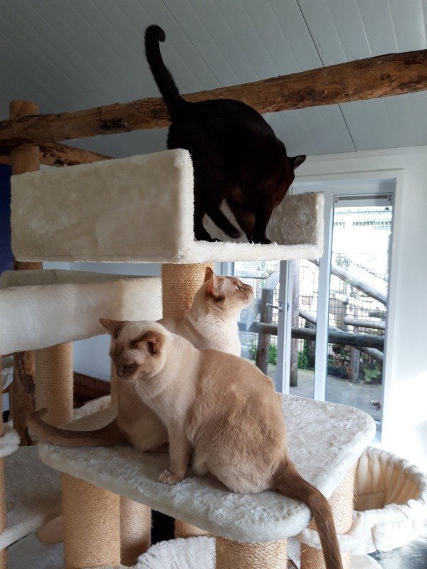 Kater grote Vriend