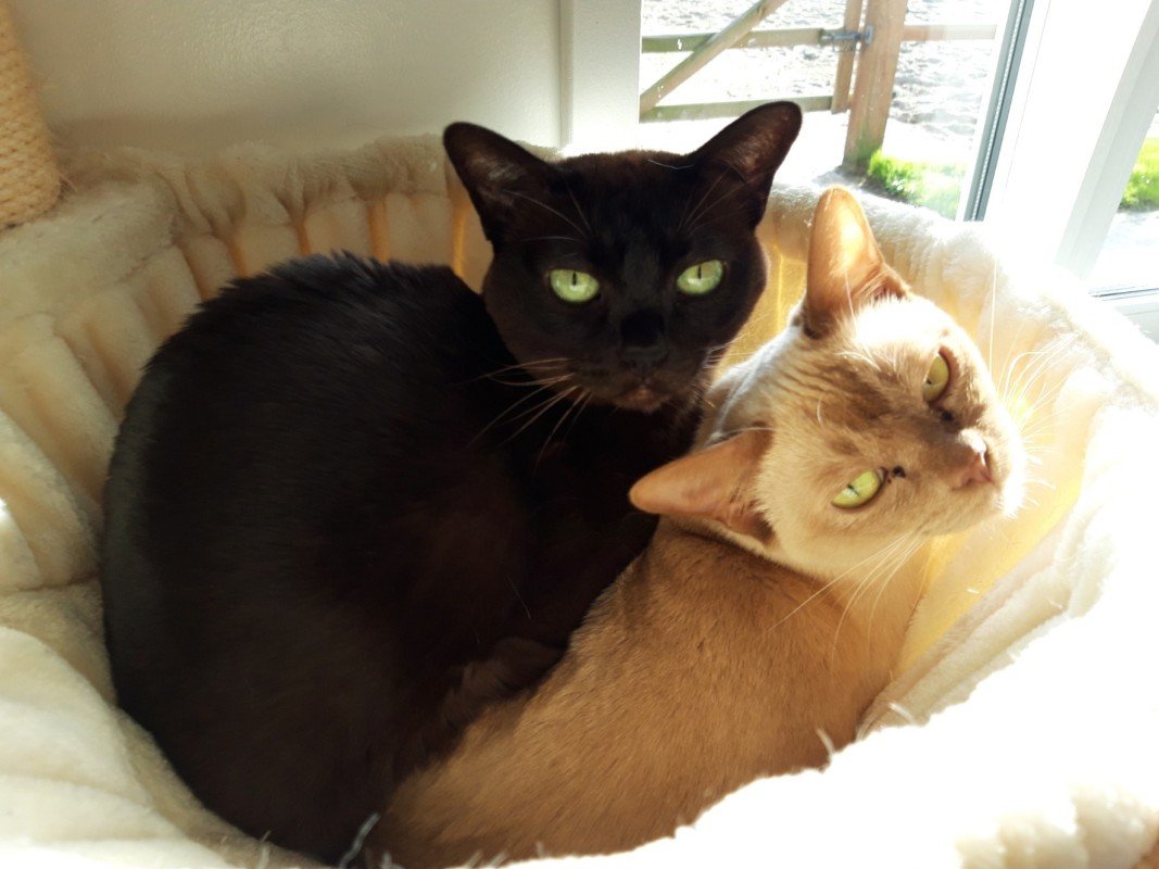 Poes Poppie