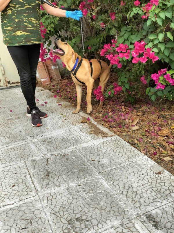 Diego