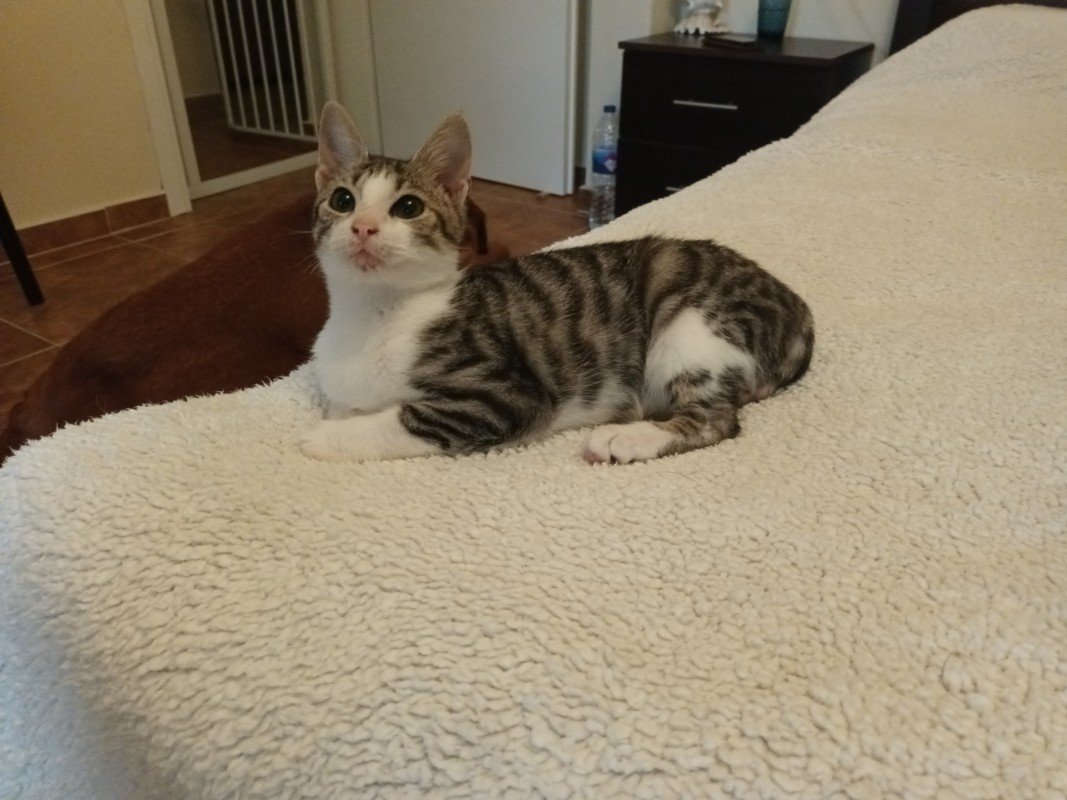 Misha