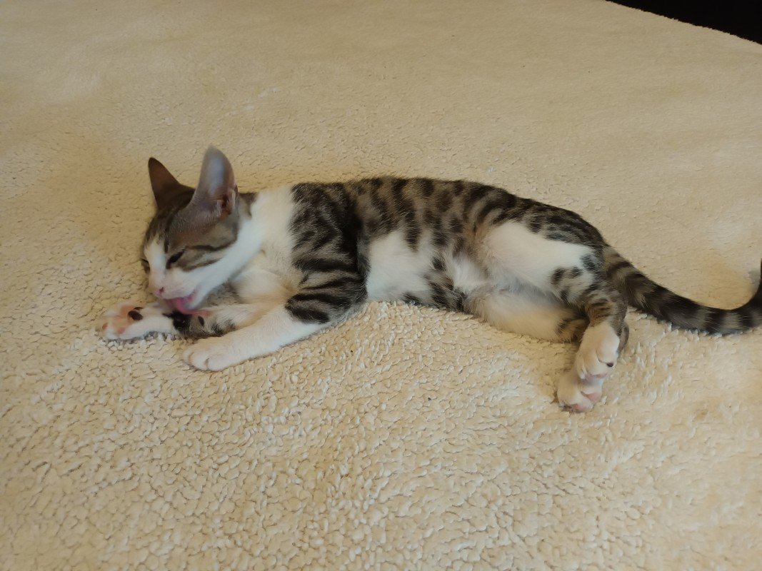 Misha