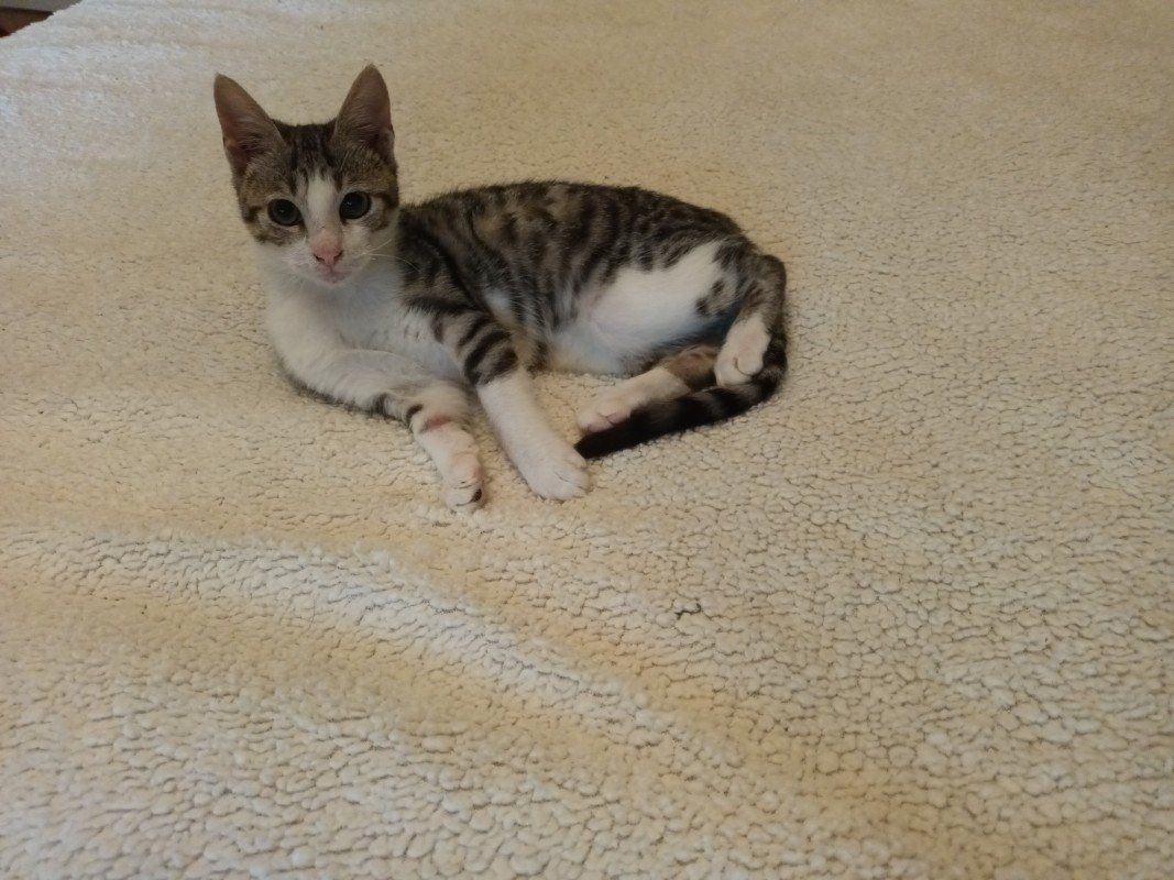 Misha
