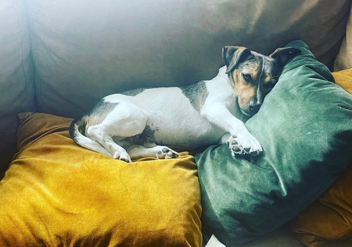 Mylo