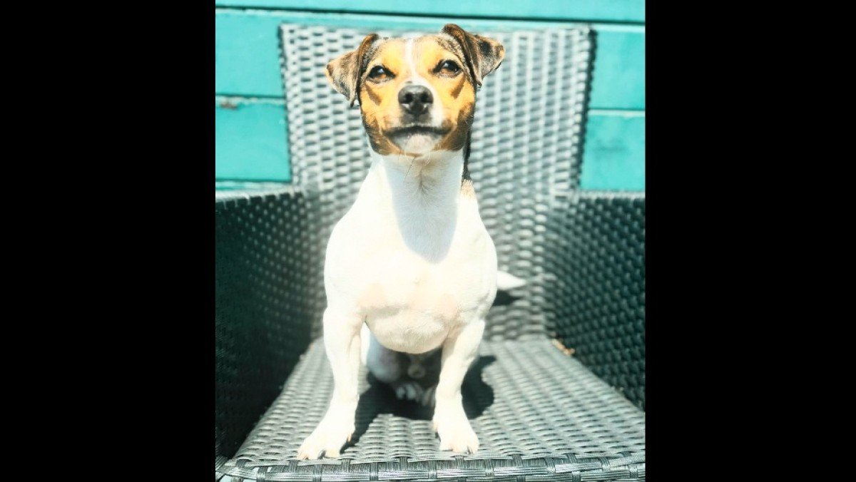 Mylo