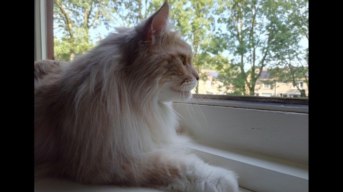 Odin