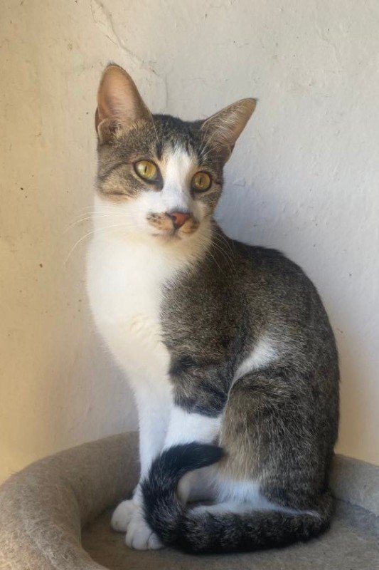 Fabrizio