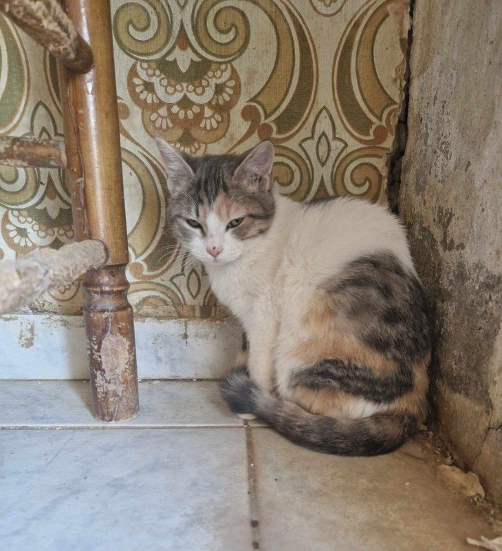 Lila