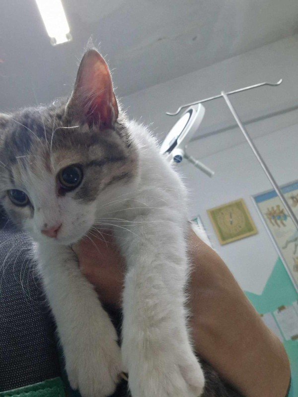 Lila