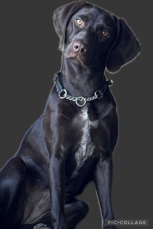 Balou
