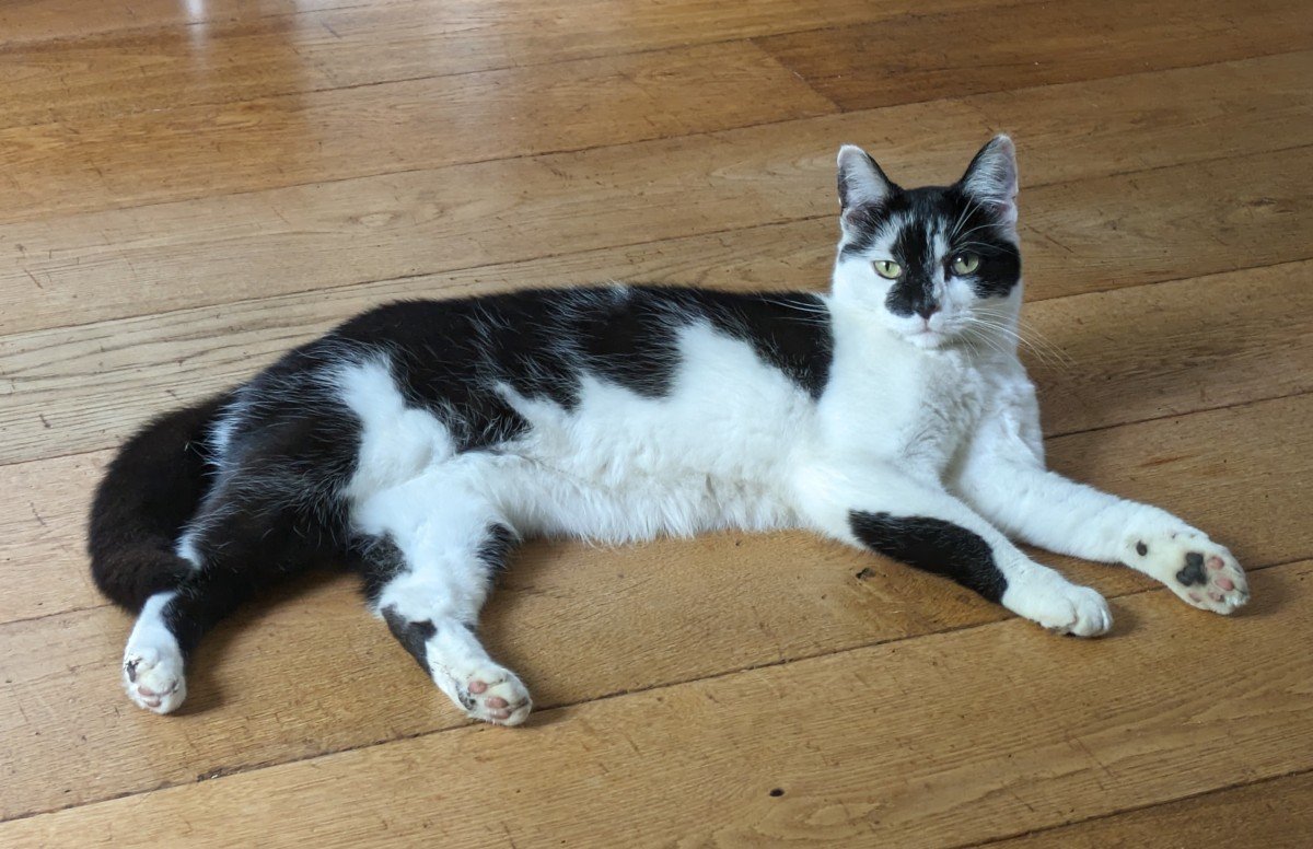 Oscar