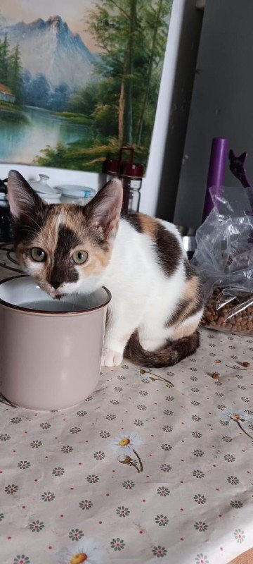 Artemis