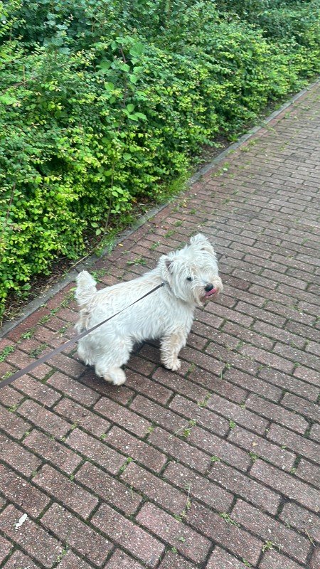 Westie