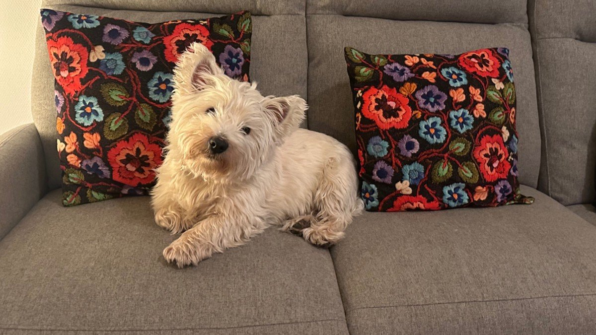 Westie