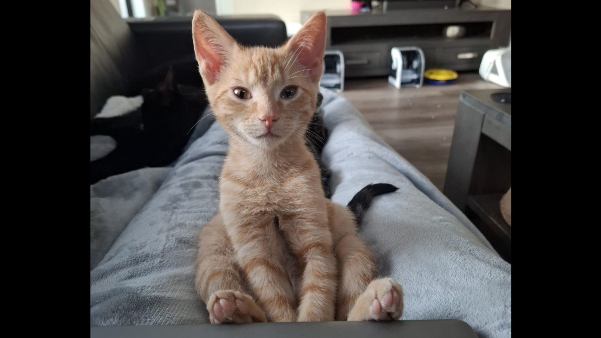 Simba