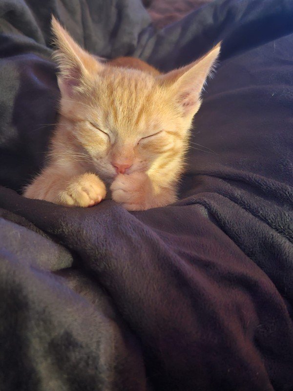 Simba