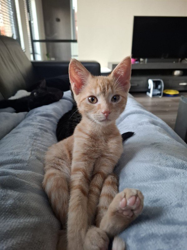 Simba