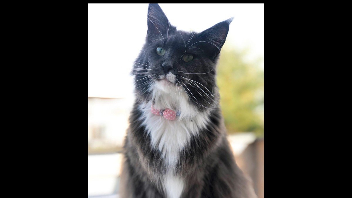 Nala