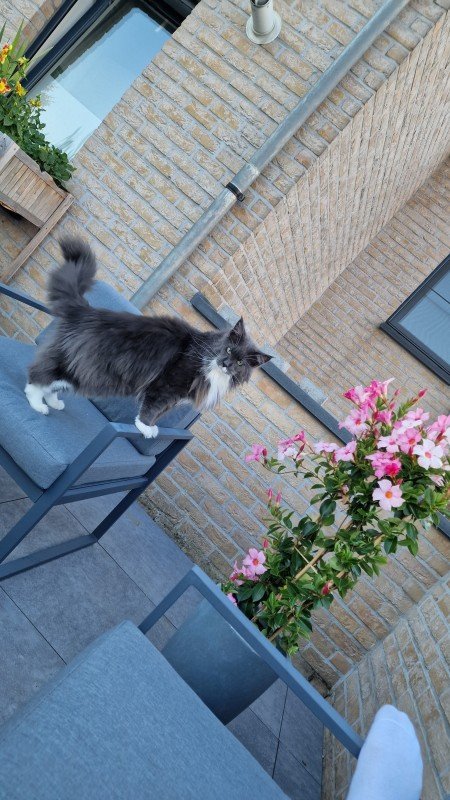 Nala
