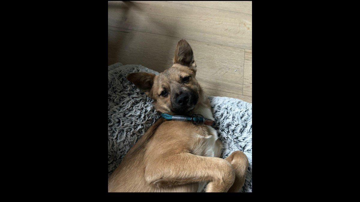 Penny
