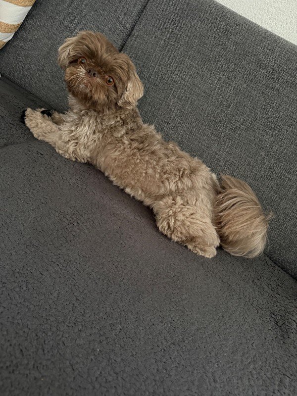Teddy