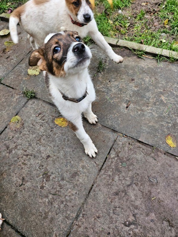 Coco