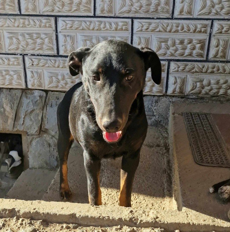 Malik