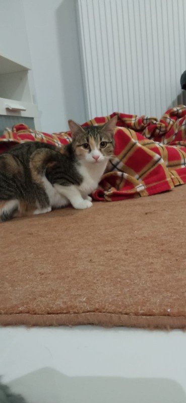 Kali