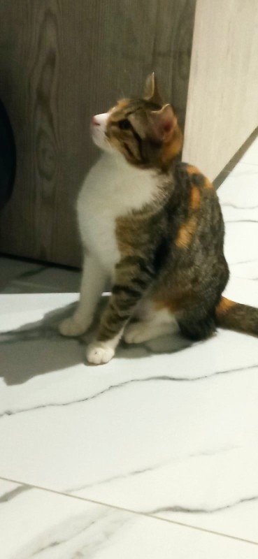 Kali