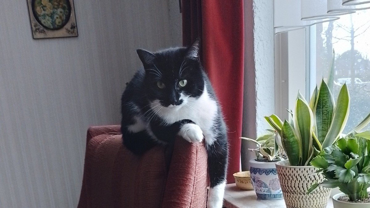 Murphy
