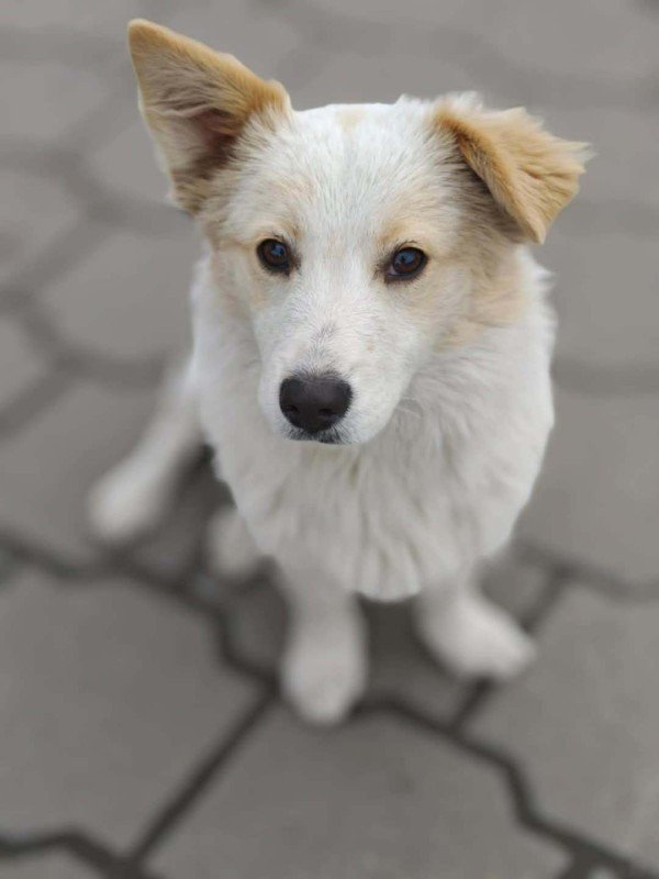 Nova