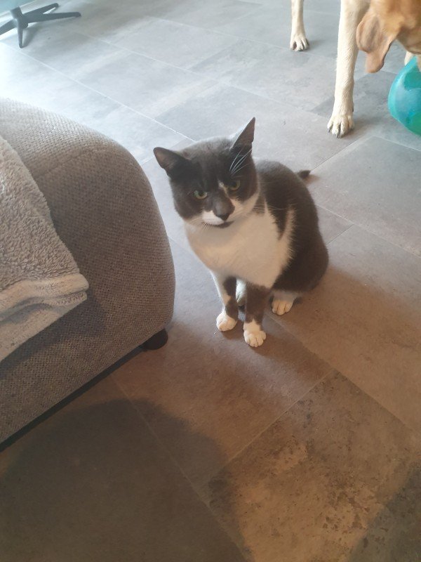 Kleine