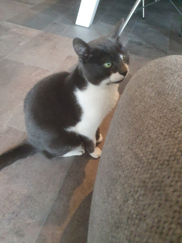Kleine