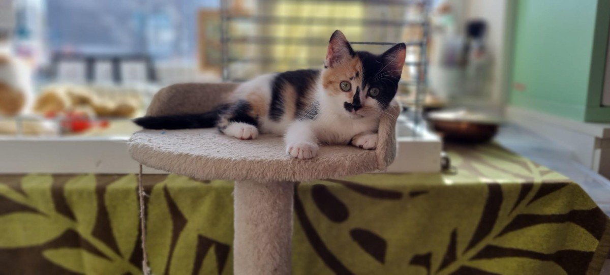 Jasmine