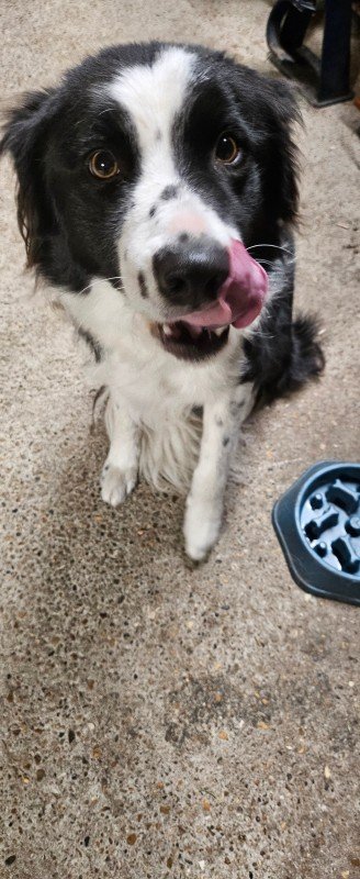 Bo