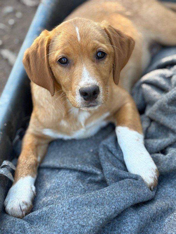 Bibi