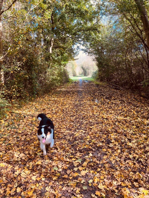 Chester