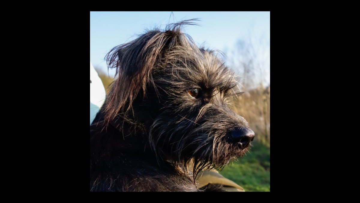 Blacky