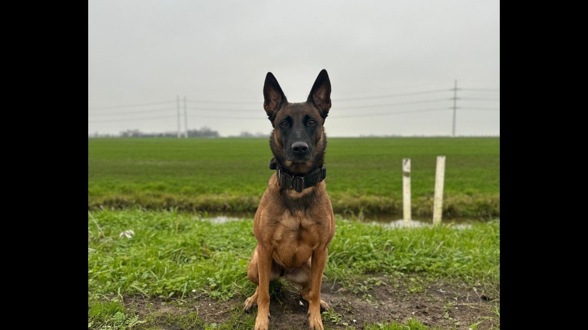 Zaza