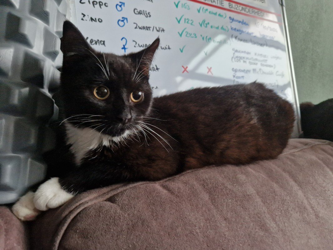 Zorro