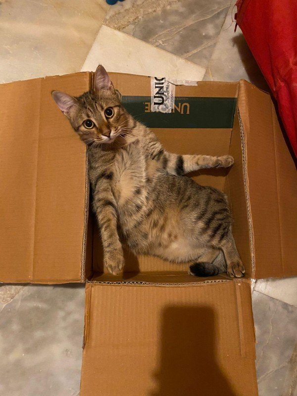 Zola