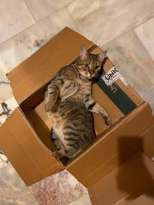 Zola