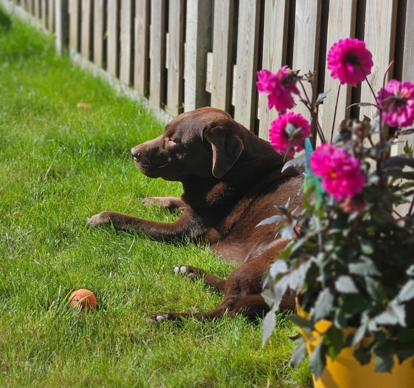 Baggus
